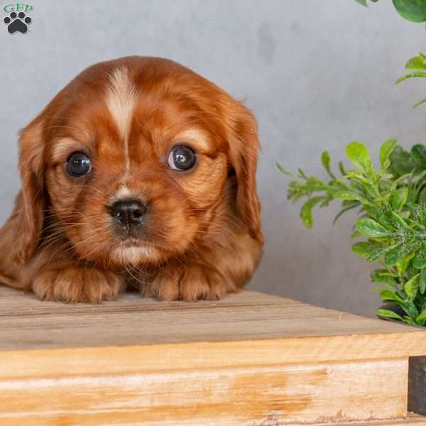 Betsie, Cavalier King Charles Spaniel Puppy