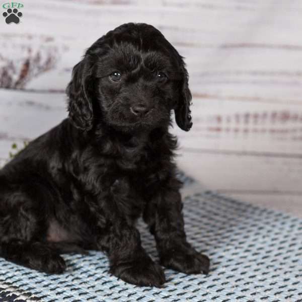 Tanisha, Cavapoo Puppy