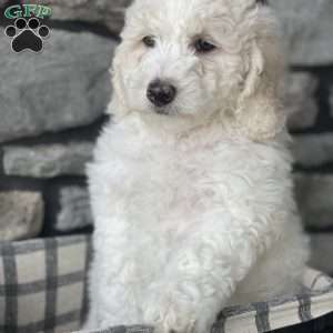 Murphy, Mini Goldendoodle Puppy