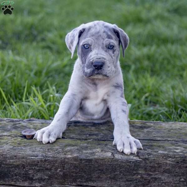 Ebinezer, Great Dane Puppy