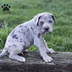 Ebinezer, Great Dane Puppy