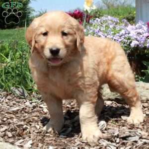 Echo, Golden Retriever Puppy