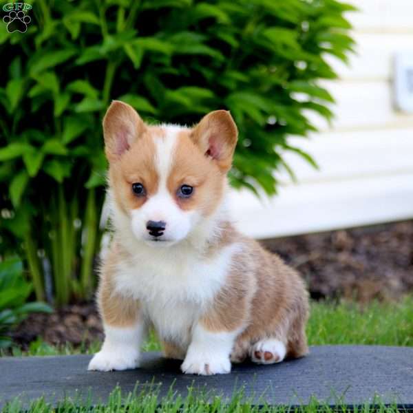 Eddie, Pembroke Welsh Corgi Puppy