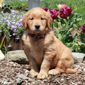 Ella, Golden Retriever Puppy