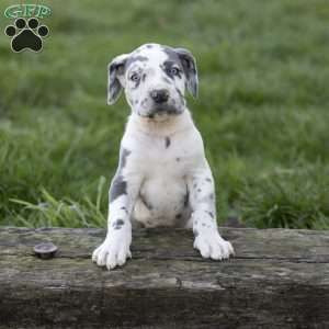 Ellie, Great Dane Puppy