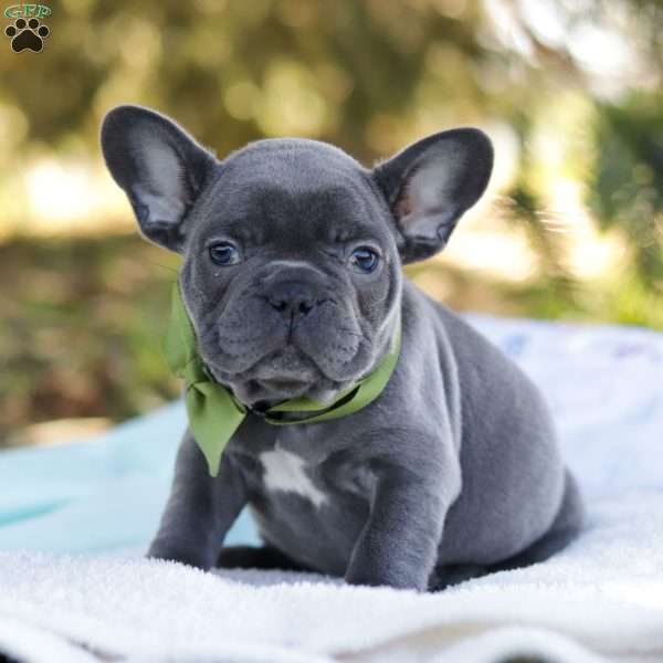 Elliot, French Bulldog Puppy