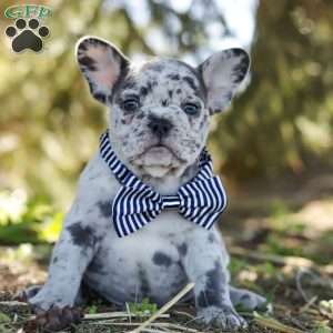 Emerson, French Bulldog Puppy