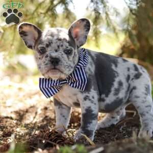 Emerson, French Bulldog Puppy