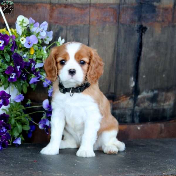 Emily, Cavalier King Charles Spaniel Puppy