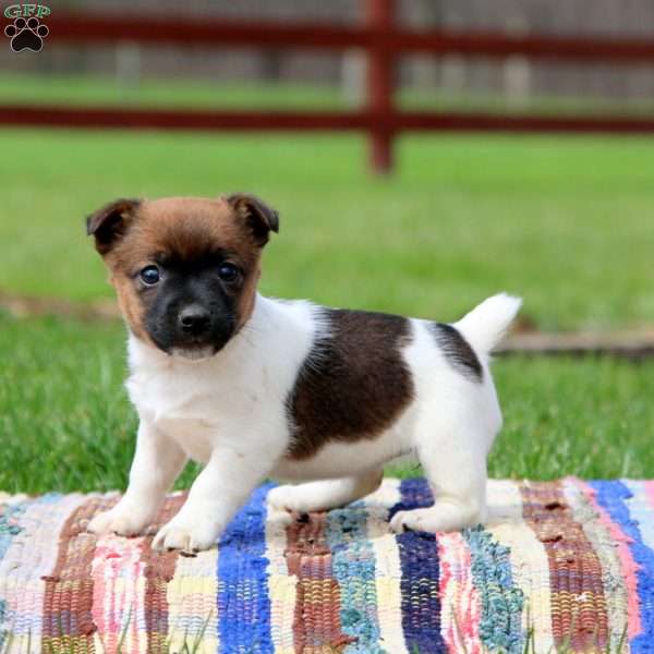Emily, Jack Russell Terrier Puppy