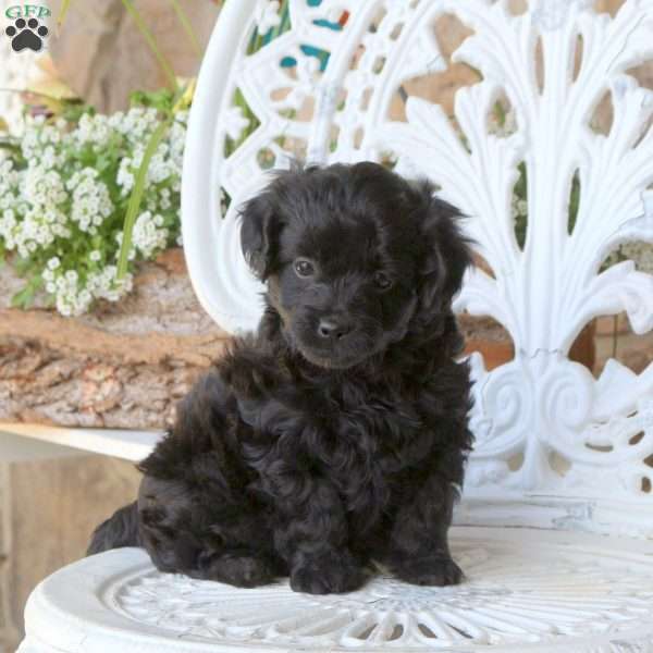 Emma, Mini Aussiedoodle Puppy