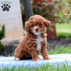 Emma, Miniature Poodle Puppy