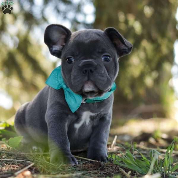 Emmett, French Bulldog Puppy
