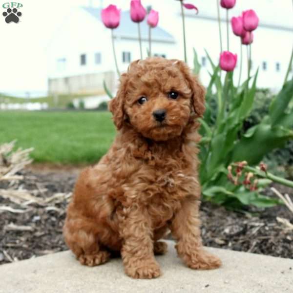 Emmie, Toy Poodle Puppy