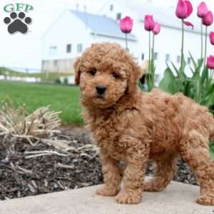 Enzo, Toy Poodle Puppy