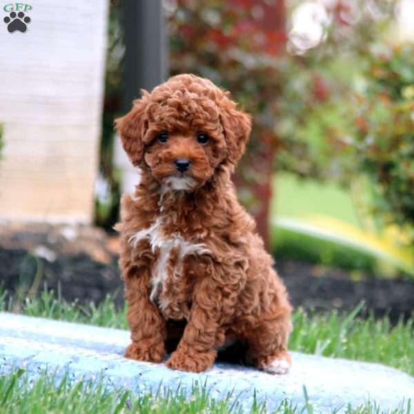 Esther, Miniature Poodle Puppy