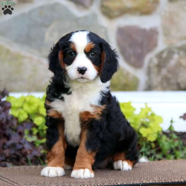 Eva, Miniature Bernese Mountain Dog Puppy