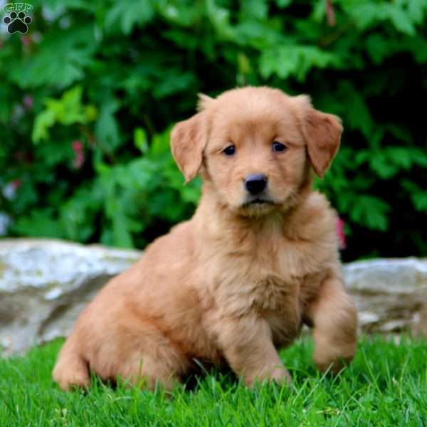 Eva, Golden Retriever Puppy