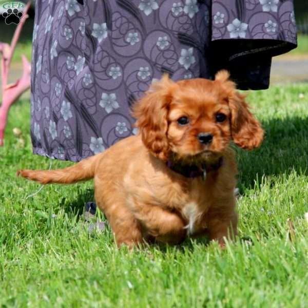 Eva, Cavalier King Charles Spaniel Puppy