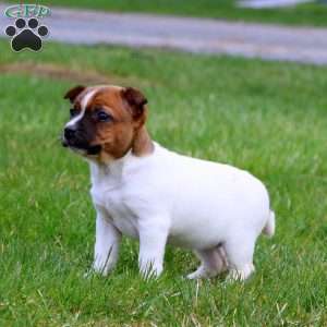 Eva, Jack Russell Terrier Puppy