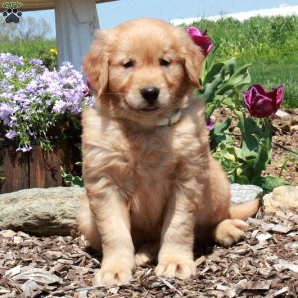 Everest, Golden Retriever Puppy