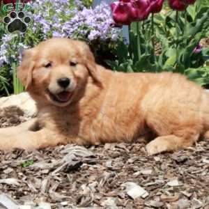 Everest, Golden Retriever Puppy