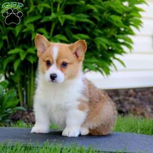 Omar & Sarah Ann Stoltzfus - Greenfield Puppies