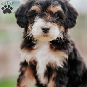 Dolly, Mini Bernedoodle Puppy