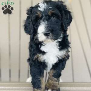 Coco, Bernedoodle Puppy