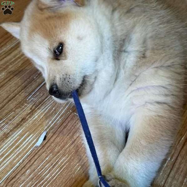 Tinker, Siberian Husky Mix Puppy