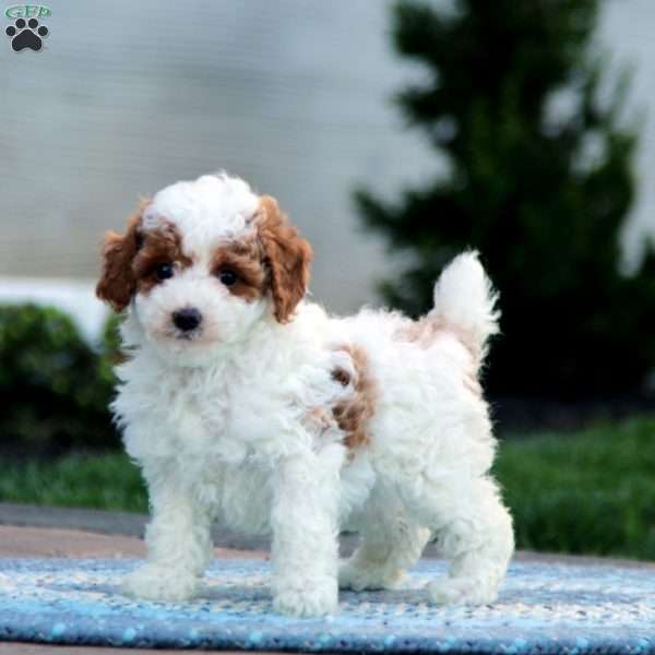 Fancy, Miniature Poodle Puppy
