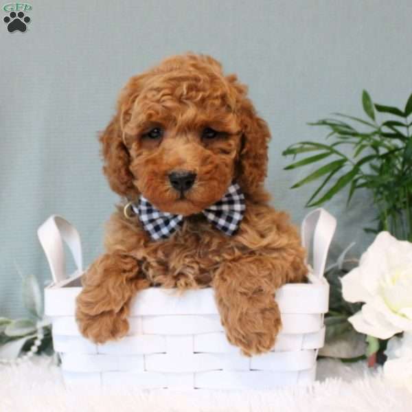 Farley, Miniature Poodle Puppy