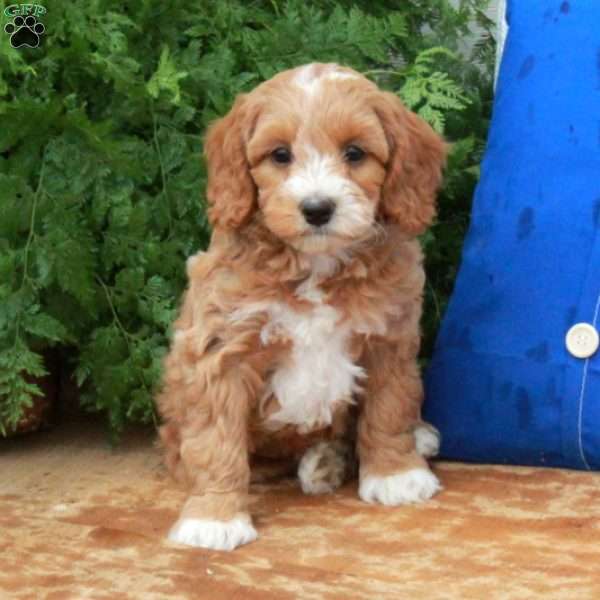 Fawn, Mini Goldendoodle Puppy