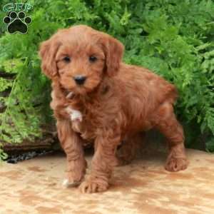 Fern, Mini Goldendoodle Puppy