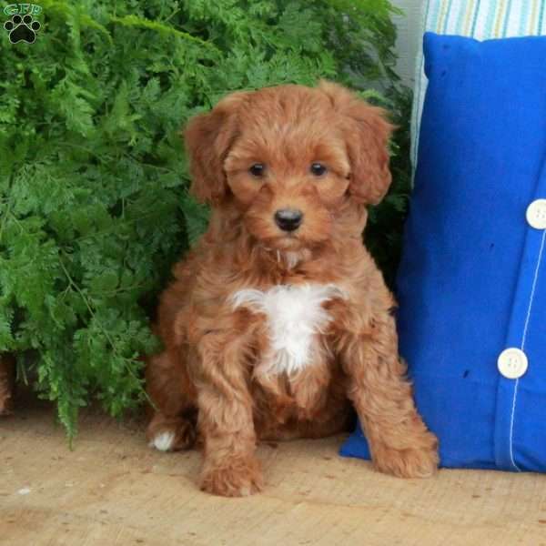 Fiona, Mini Goldendoodle Puppy