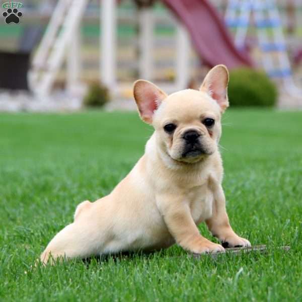 Flash, French Bulldog Puppy