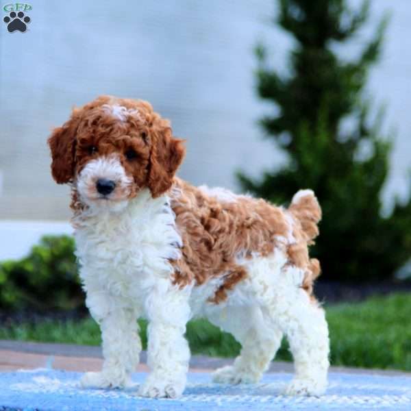 Flash, Miniature Poodle Puppy
