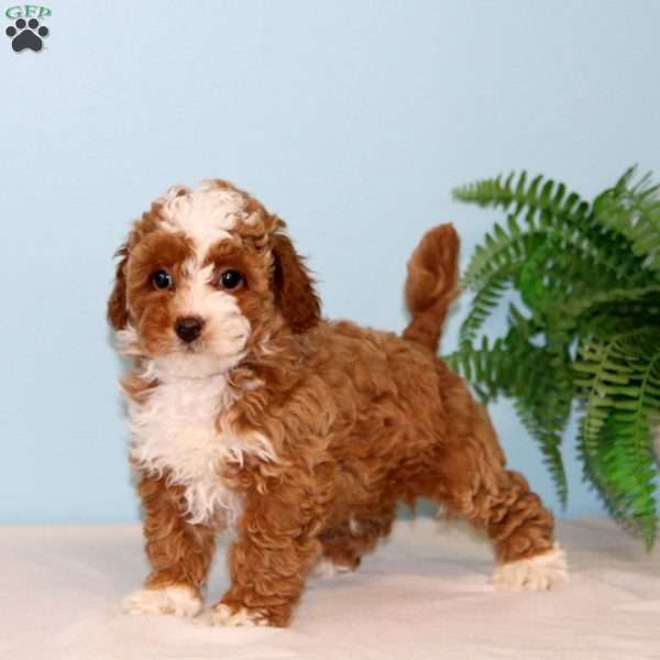 Flash, Toy Poodle Puppy
