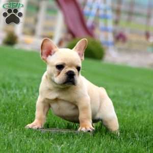 Flash, French Bulldog Puppy