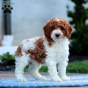 Flash, Miniature Poodle Puppy