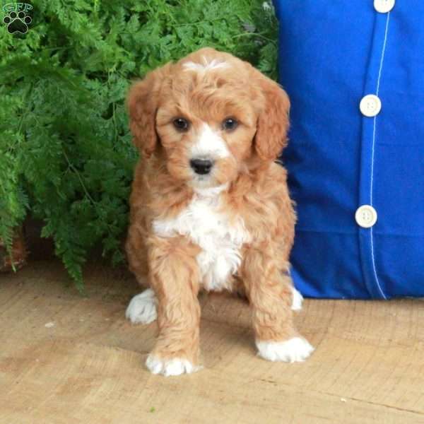 Fletcher, Mini Goldendoodle Puppy