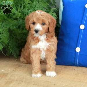 Fletcher, Mini Goldendoodle Puppy