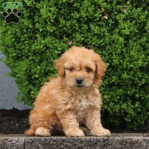 Flynn, Mini Goldendoodle Puppy