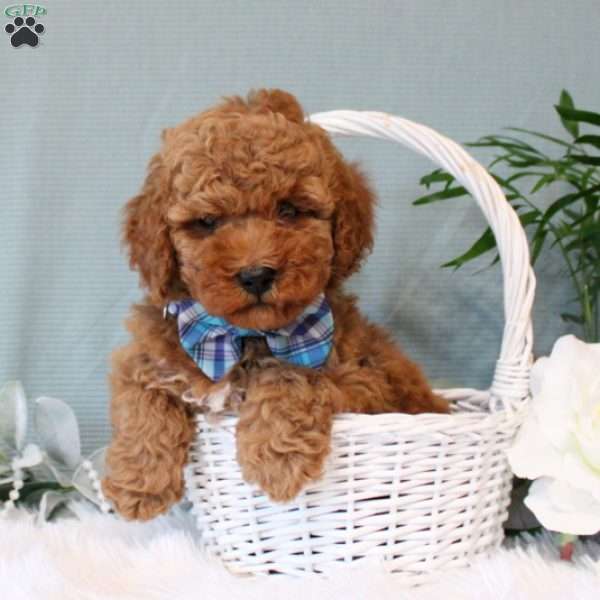 Flynt, Miniature Poodle Puppy
