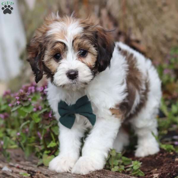 Forest, Cavapoo Puppy