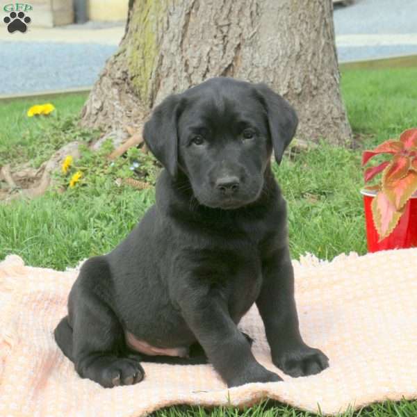 Forrest, Black Labrador Retriever Puppy