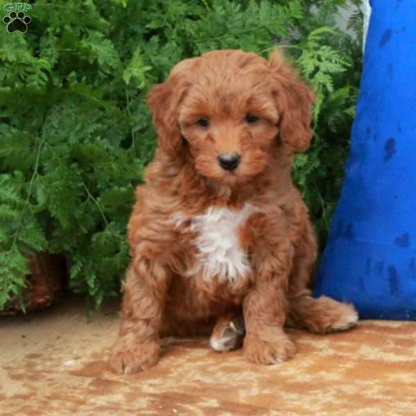 Fawn, Mini Goldendoodle Puppy