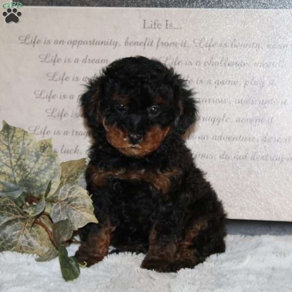 Frisky - Cavapoo Puppy For Sale in Pennsylvania