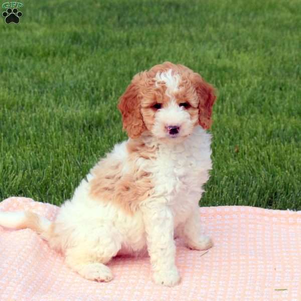 Gail, Goldendoodle Puppy