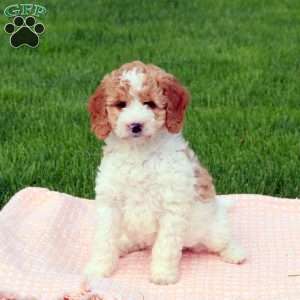 Gail, Goldendoodle Puppy